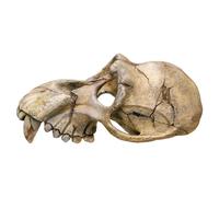 Nobby Monkey Skull - Adornos para Acuario, 22,5 x 14,5 x 11 cm