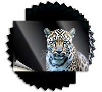 Decoración de dormitorio para hombre con cita de casco - Un leopardo con llamativos ojos azules. Adhesivo duradero de otoño fácil de aplicar para decoración de billar (6 x 9 cm)