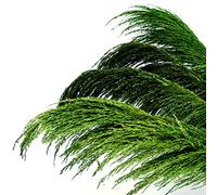 Decoración de Hierba de Pampa Verde Alta, 4 piezas de 110 cm de Gran Hierba de Pampa Seca Colorida Natural, Floral de Pampa Verde con Aroma de Flores Secas, Planta Seca para el Salón