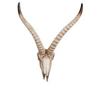 Decoración de Pared con Calavera de Cuernos Largos, Cabeza de Animal, cráneo de taxidermia Falsa, esculturas de Cuernos Largos Hechas a Mano, Placa de Pared, artesanías para decoración de Granja (C)