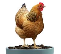 Decoración de pollo al aire libre - Estatua de gallina acrílica 2D, figura decorativa de césped resistente a la intemperie | Arte duradero de patio de pollo para patio, jardín, decoración del hogar.