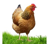 Decoración de pollo | Estatua de gallina acrílica 2D | Adorno de pollo de pie para patio, patio, césped, patio y decoración de jardín