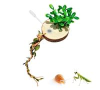 Decoración de terrario de araña, con cuerda de escalada, fijación magnética y enredadera realista, decoración de terrario pequeño para reptiles, tarántulas, geckos, muda, descansar, jugar, criar