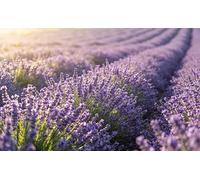 Decoración Tarta de Pascua, 16pcs Decoración Tarta Conejo, Topper Conejo, Decoración para Cupcakes de Pascua, Decoración para Pasteles Conejito, Adornos Dulces para Tartas de Pascua