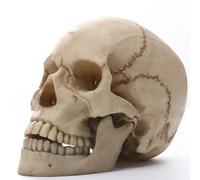 Decoraciones de araña de Halloween, tamaño real 1: 1, modelo de resina humana, esqueleto de anatomía, esqueleto desmontable, adornos de esqueleto de Halloween, estatua de dedo medio (blanco, 21 x 13 x