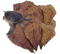 Decorhome Catappa Hojas De Almendra Indian - Hojas Naturales De Tanque De Camarón Para Acondicionamiento Del Agua Del Equilibrio Del PH | Ideal Para Acuarios De Peces | Accesorios Para Nidos Para Hábi