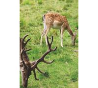 Deer hunting log book: deer hunting record book perfect for keeping a log of hunting trips with 6x9 inch, 110 pages and a handy chart on every page to make record keeping easy.