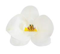Dekora Decoraciones para Pasteles Orquídeas de Oblea Comestibles, Blanco, Paquete de 10, Talla Única