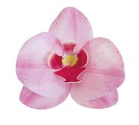 dekora-10 Orquideas Comestible Decoración de Tartas de Cumpleaños Caseras Fácil para Obtener un Pastel con Flores 7,5-8,5 cm, Color Rosa (126066)