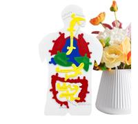 del Cuerpo Humano,Maqueta De Órganos Internos con Forma De Puzzle - Juguetes Cientificos Educativos para Niños Niñas Adolescentes Y Profesores