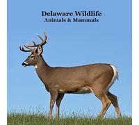 Delaware Animals and Mammals Kids Wildlife Book: Great Wildlife Book about Animals and Mammals in Delaware