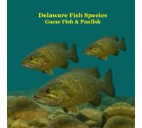 Delaware Game Fish and Panfish Species Kids Book: Great Book About the Different Types of Fish in Delaware