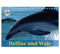 Delfine und Wale (Tischkalender 2026 DIN A5 quer), CALVENDO Monatskalender: Kluge Köpfe und faszinierende Giganten der Meere