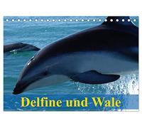 Delfine und Wale (Tischkalender 2026 DIN A5 quer), CALVENDO Monatskalender: Kluge Köpfe und Giganten der Meere