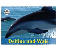 Delfine und Wale (Wandkalender 2026 DIN A2 quer), CALVENDO Monatskalender: Kluge Köpfe und faszinierende Giganten der Meere