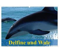 Delfine und Wale (Wandkalender 2026 DIN A2 quer), CALVENDO Monatskalender: Kluge Köpfe und Giganten der Meere