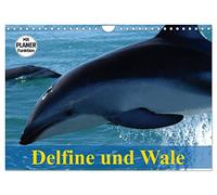 Delfine und Wale (Wandkalender 2026 DIN A4 quer), CALVENDO Monatskalender: Kluge Köpfe und faszinierende Giganten der Meere