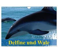 Delfine und Wale (Wandkalender 2026 DIN A4 quer), CALVENDO Monatskalender: Kluge Köpfe und Giganten der Meere