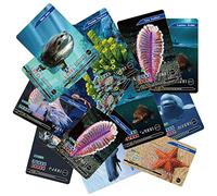 delr 4 tarjetas flash animales marinos - Tarjetas flash para niños 55 piezas - Tarjetas de aprendizaje para la escuela materna y la guardería Animales marinos Regalos de cumpleaños para niños