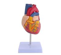 Deluxe Life Size Human Heart Model - 2-Part Anatomical Replica with 34 Structures, Magnetic Assembly, and Display Base