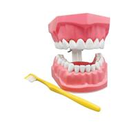 demaxiyad Modelo Dental Infantil | Modelo Pedagógico de Entrenamiento con Cepillo de Dientes para Demostración Limpia | Herramientas de Enseñanza Buccal para