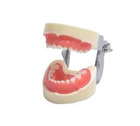 Demostración dental estándar, YOUYA dental, modelo de enseñanza, modelo de enseñanza, herramienta de estudio de encías blandas, modo dental con 24 dientes extraíbles