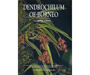 Dendrochilum of Borneo