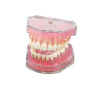 Dental Demonstration Tooth Model - Standard research teaching dental model with soft bendable teeth