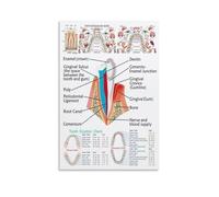 Dental Health Reflexology Map Poster on Canvas Educational Anatomy Art Print for Massage Therapy Office Living Room(Framed,16x24inch(40x60cm))