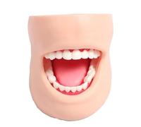 Dental Teaching Manikin Model with Cheeks - Oral Care Display for Nursing and Study