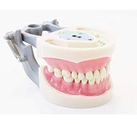 Dental Typodont modelo 200 tipo Kilgore Nissin dientes extraíbles