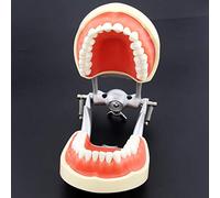 Dental Typodont Modelo Articulado, Estudio de Enseñanza Dental Modelo de Anatomía Dientes Extraíbles Modelo de Dientes de Demostración Typodont Estándar, Gwyyeuk, JYLSSKUK