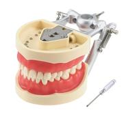 Dental Typodont Modelo de dientes, con 32 piezas de dientes extraíbles compatibles con Kilgore Nissin 200 tipo para enseñar, practicar y estudiar