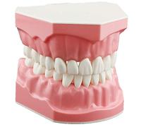 DENTALMALL Dental Modelo Cepillado Dientes Práctica Typodonts Patrón de Gum Visible Anatomía Demostración Enseñanza Tamaño Estándar 1pc