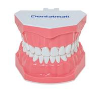 DENTALMALL Dental Modelo Cepillado Dientes Práctica Typodonts Patrón de Gum Visible Anatomía Demostración Enseñanza Tamaño Estándar 1pc