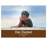 Der Dackel (Wandkalender 2026 DIN A3 quer), CALVENDO Monatskalender: Der Dackel - kleiner Hund, großes Herz, riesengroße Ausstrahlung und ein Blick, den nur der Dackel kann.