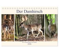 Der Damhirsch - Der Schaufelträger des Waldes (Tischkalender 2026 DIN A5 quer), CALVENDO Monatskalender: Heute ist die Hirschart in ganz Europa verteilt.