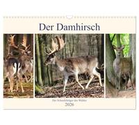 Der Damhirsch - Der Schaufelträger des Waldes (Wandkalender 2026 DIN A3 quer), CALVENDO Monatskalender: Heute ist die Hirschart in ganz Europa verteilt.
