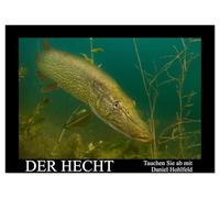 Der Hecht - Tauchen Sie ab mit Daniel Hohlfeld (Wandkalender 2026 DIN A3 quer), CALVENDO Monatskalender: Tauchen Sie ab und erleben einen ganz besonderen Räuber.