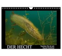 Der Hecht - Tauchen Sie ab mit Daniel Hohlfeld (Wandkalender 2026 DIN A4 quer), CALVENDO Monatskalender: Tauchen Sie ab und erleben einen ganz besonderen Räuber.