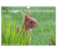 Der literarische Eichhörnchen-Kalender (Wandkalender 2026 DIN A4 quer), CALVENDO Monatskalender: Positive Sprüche mit passenden Fotos von Eichhörnchen.