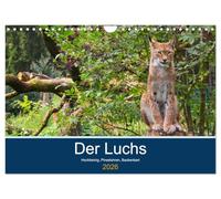 Der Luchs - Hochbeinig, Pinselohren, Backenbart (Wandkalender 2026 DIN A4 quer), CALVENDO Monatskalender: Unsere größten und seltensten Katzen.