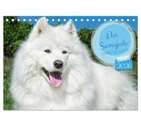 Der Samojede - Schönheit des Nordens (Tischkalender 2026 DIN A5 quer), CALVENDO Monatskalender: Auf 13 wunderschönen Fotos zeigt die Tierfotografin Sigrid Starick diese traumhaft schöne Hunderasse