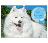Der Samojede - Schönheit des Nordens (Wandkalender 2026 DIN A3 quer), CALVENDO Monatskalender: Auf 13 wunderschönen Fotos zeigt die Tierfotografin Sigrid Starick diese traumhaft schöne Hunderasse