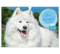 Der Samojede - Schönheit des Nordens (Wandkalender 2026 DIN A4 quer), CALVENDO Monatskalender: Auf 13 wunderschönen Fotos zeigt die Tierfotografin Sigrid Starick diese traumhaft schöne Hunderasse