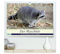 Der Waschbär - Der Maskenträger in unseren Wäldern (hochwertiger Premium Wandkalender 2026 DIN A2 quer), Kunstdruck in Hochglanz: Der nachtaktive Kobold ist auch in unseren Wäldern weit verbreitet.
