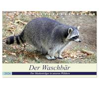 Der Waschbär - Der Maskenträger in unseren Wäldern (Tischkalender 2026 DIN A5 quer), CALVENDO Monatskalender: Der nachtaktive Kobold ist auch in unseren Wäldern weit verbreitet.