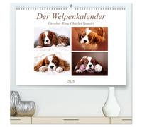 Der Welpenkalender - Cavalier King Charles Spaniel (hochwertiger Premium Wandkalender 2026 DIN A2 quer), Kunstdruck in Hochglanz: Mit süßen Welpen durch das Jahr
