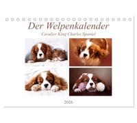 Der Welpenkalender - Cavalier King Charles Spaniel (Tischkalender 2026 DIN A5 quer), CALVENDO Monatskalender: Mit süßen Welpen durch das Jahr