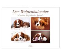 Der Welpenkalender - Cavalier King Charles Spaniel (Wandkalender 2026 DIN A2 quer), CALVENDO Monatskalender: Mit süßen Welpen durch das Jahr
